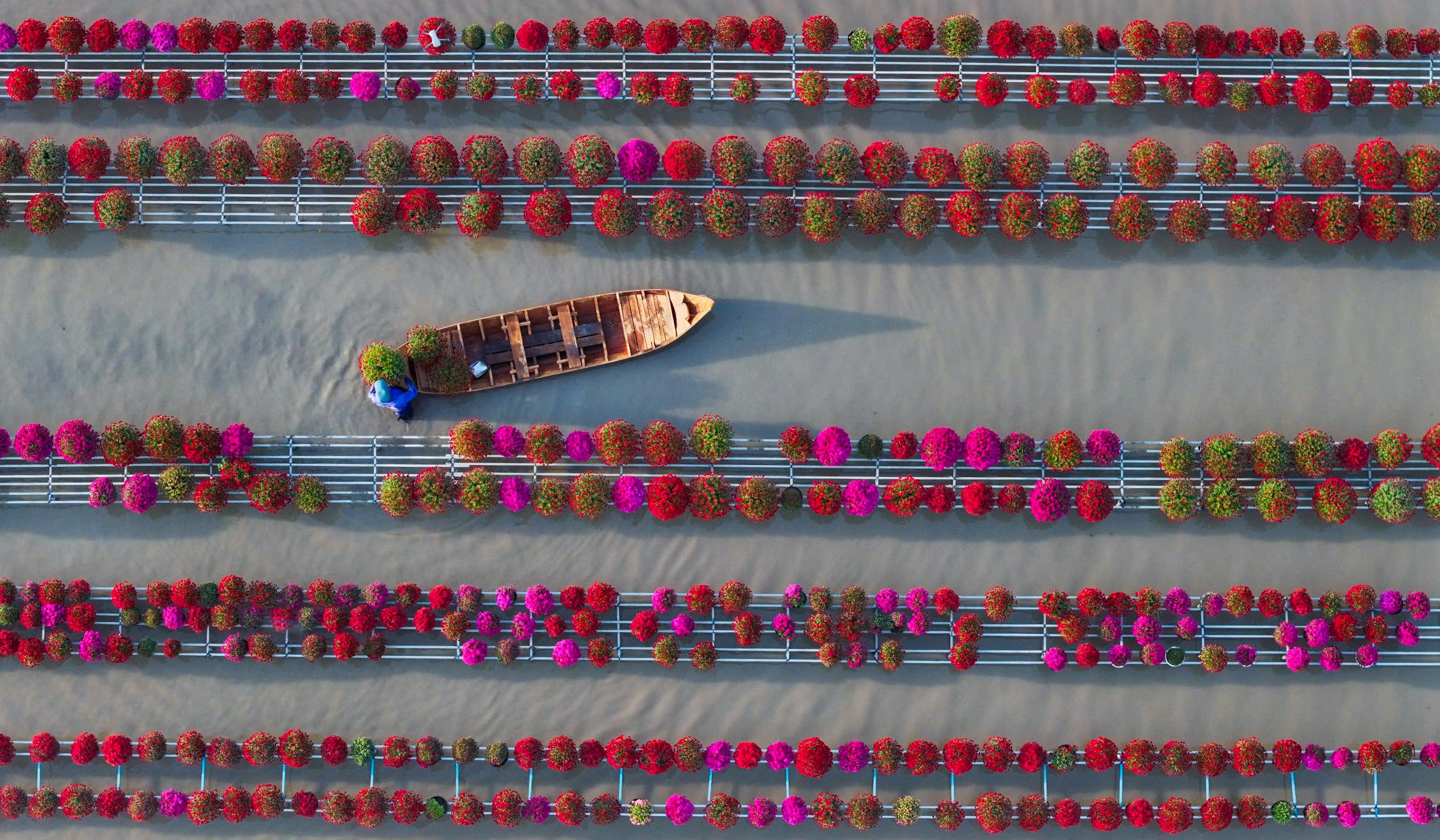 Tết đến từ những đôi tay âm thầm làm đẹp hoa miền Tây