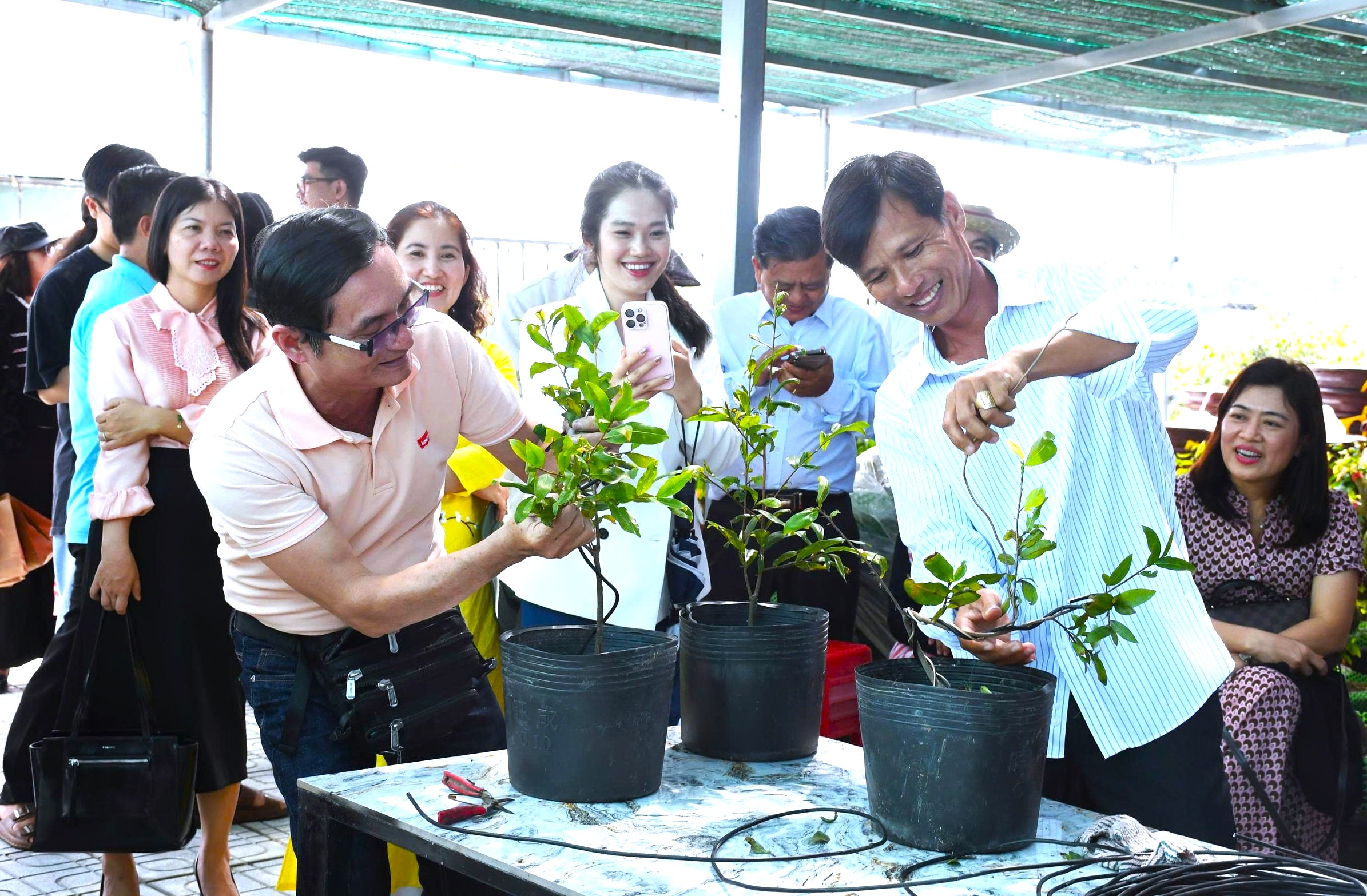 Giữ hồn mai Tết giữa kỷ nguyên số ở làng mai Tân Tây