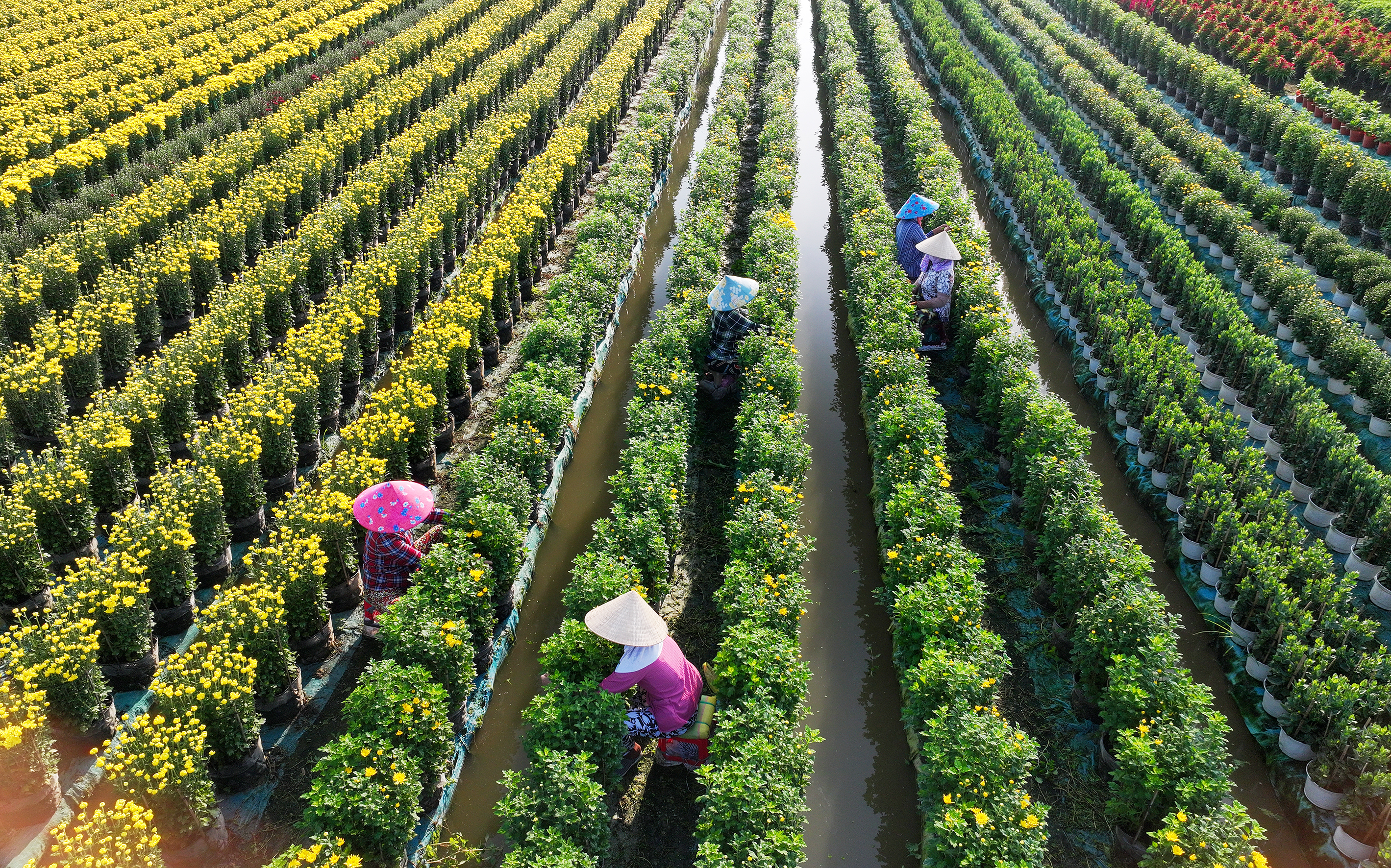 Thời tiết bất lợi, làng hoa Mỹ Phong chật vật giữ hoa bán Tết