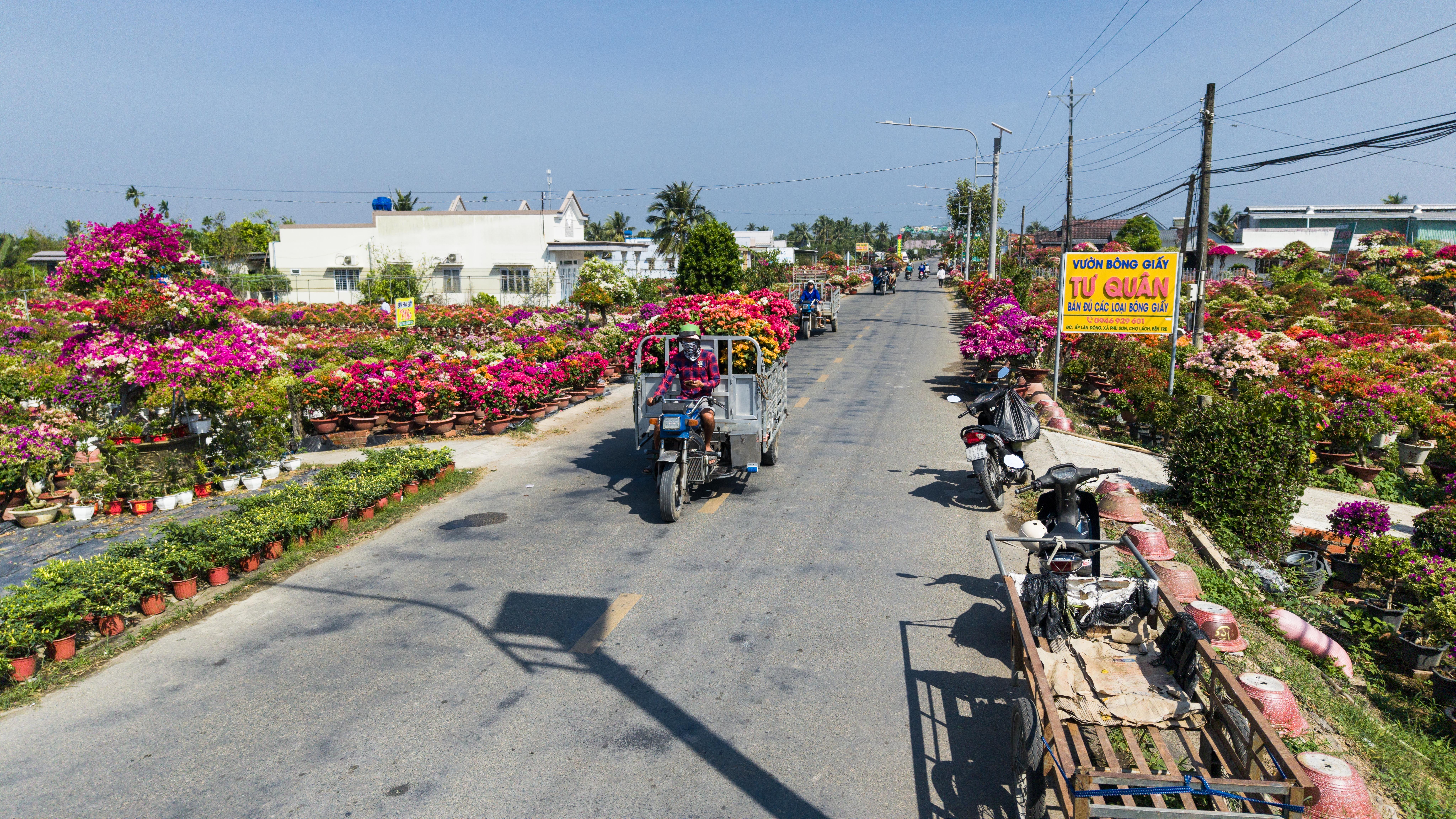 Chợ Lách tất bật mùa hoa Tết, thương lái tấp nập về vườn