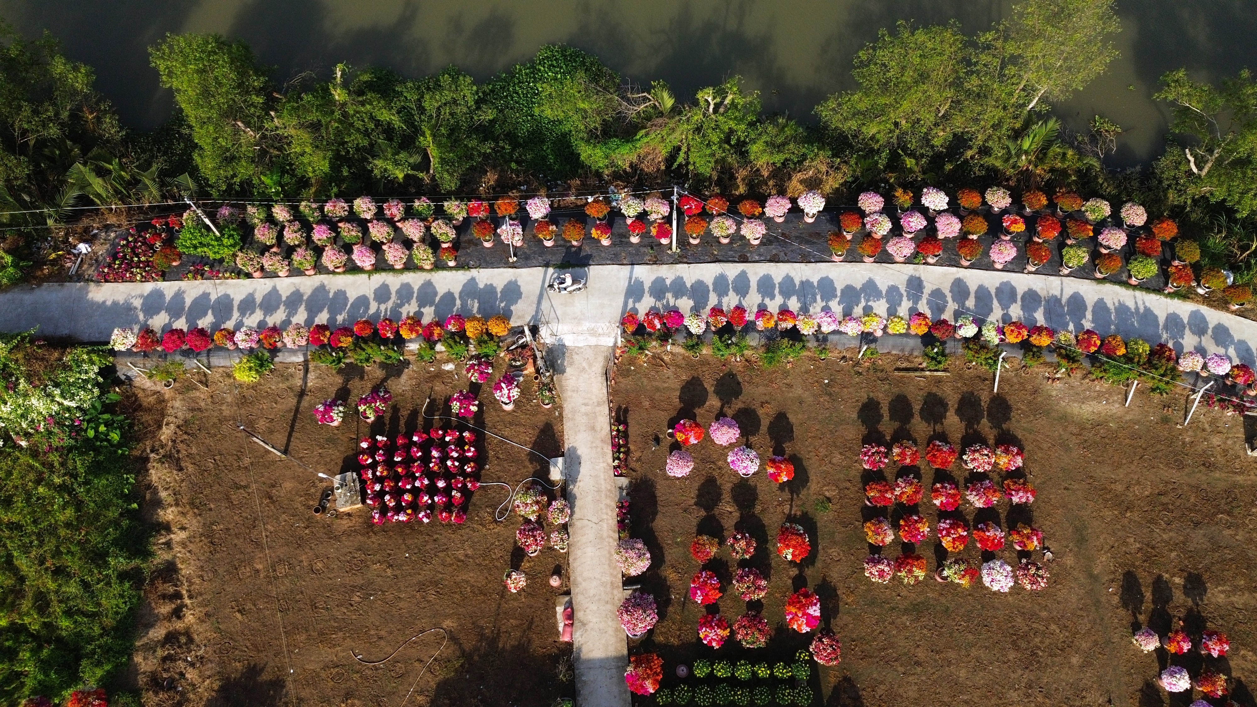 Theo bước mùa xuân ở làng hoa giấy lớn nhất Vĩnh Long