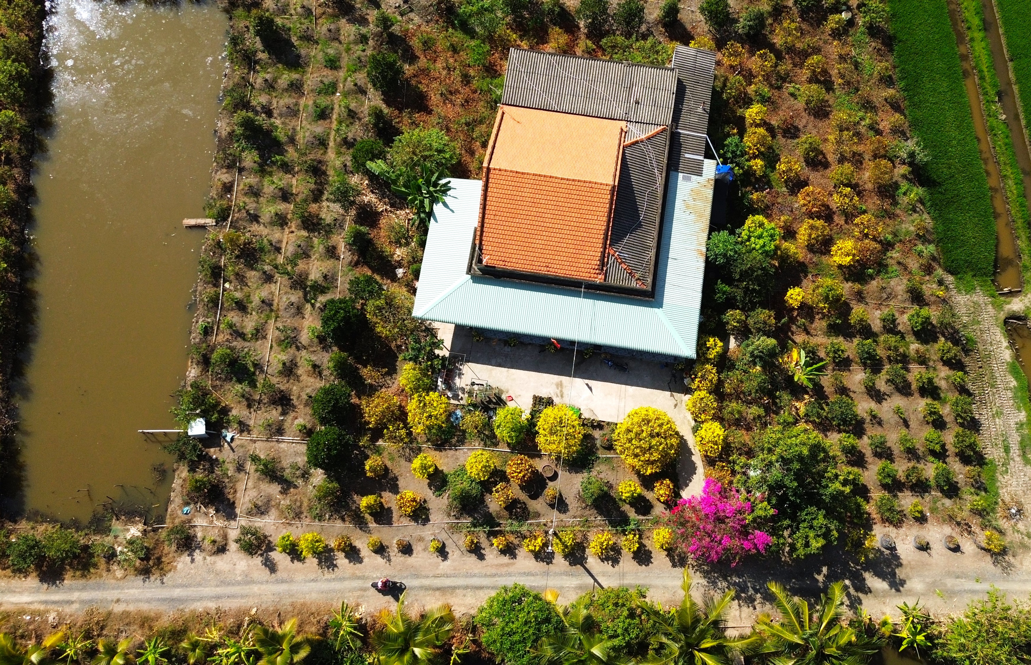 Sắc xuân trên thủ phủ mai vàng Tân Tây