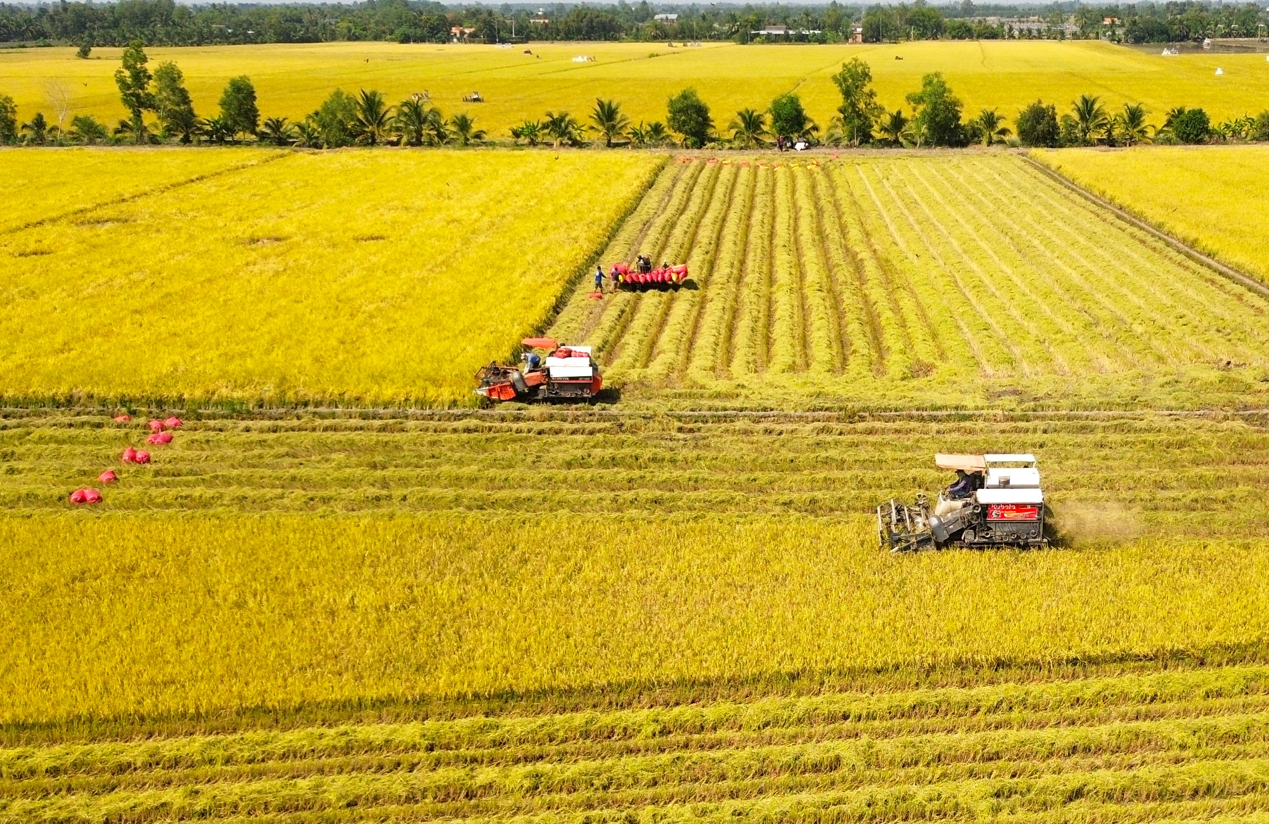 Nông sản rớt giá, chi phí leo thang, nông dân Tây Ninh với nỗi lo bỏ ruộng