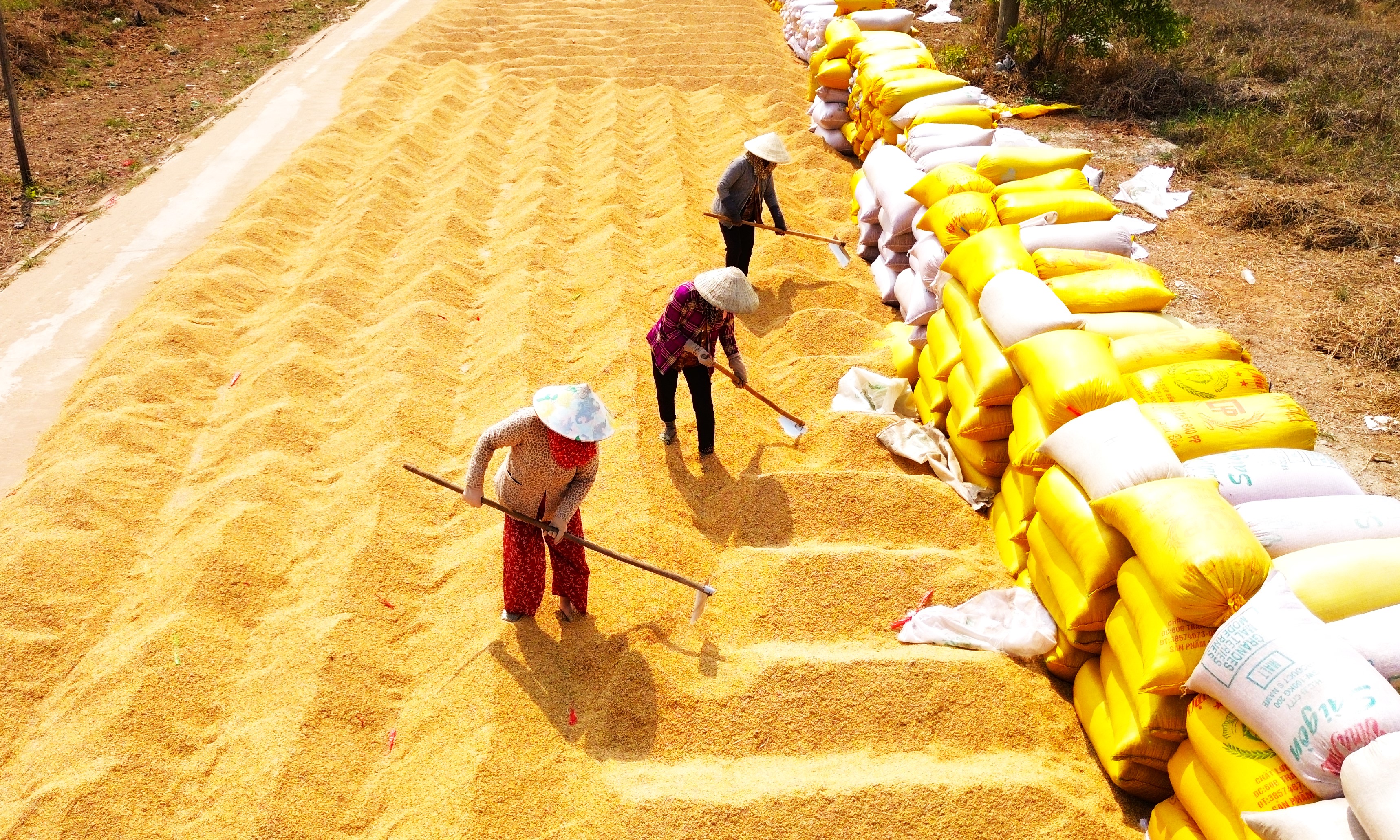 Nhọc nhằn mưu sinh với nghề “phơi nắng” giữa mùa lúa chín