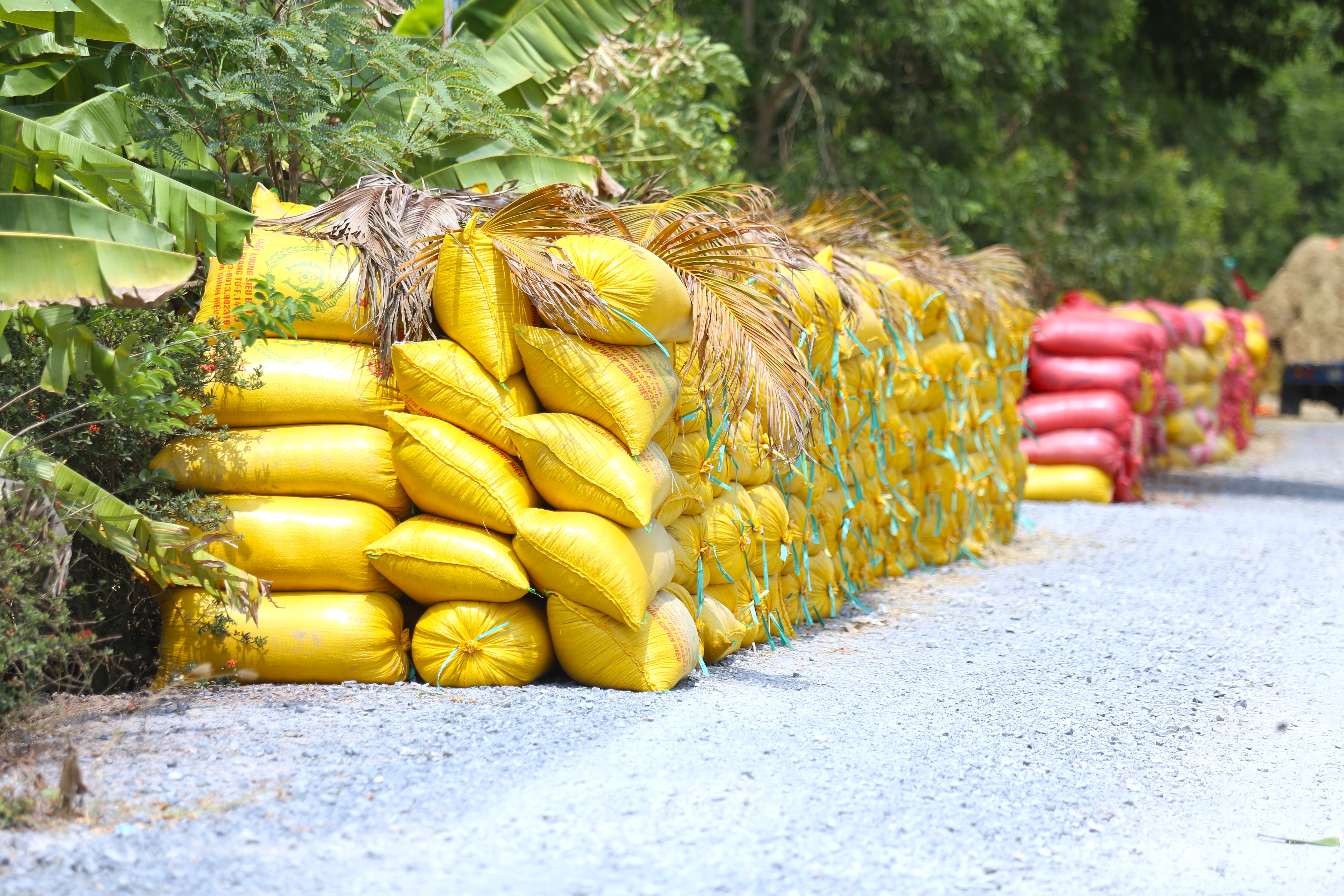 Lúa chất đầy bờ, nông dân “đứng ngồi không yên”