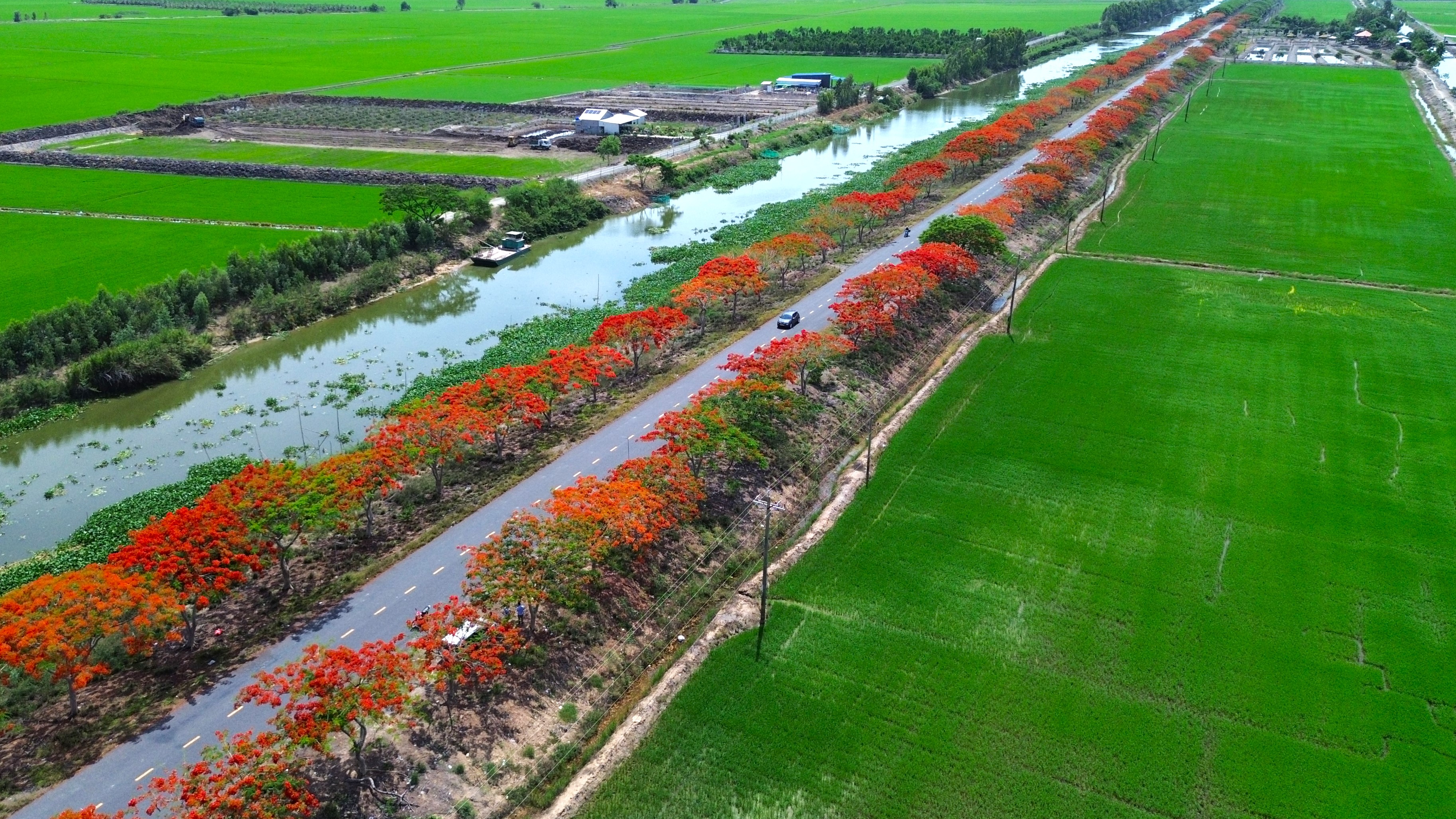 Mùa hoa phượng nở rộ trên tuyến đường đẹp nhất Tây Ninh