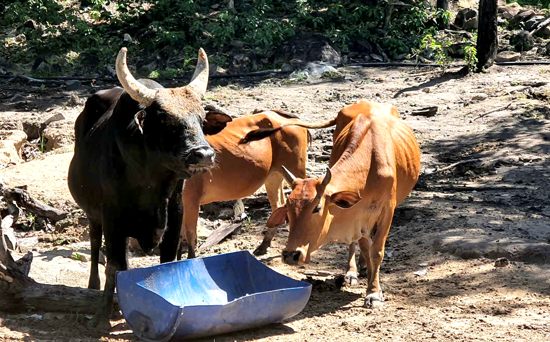 Số phận nào cho đàn bò tót lai Phước Bình quý hiếm?