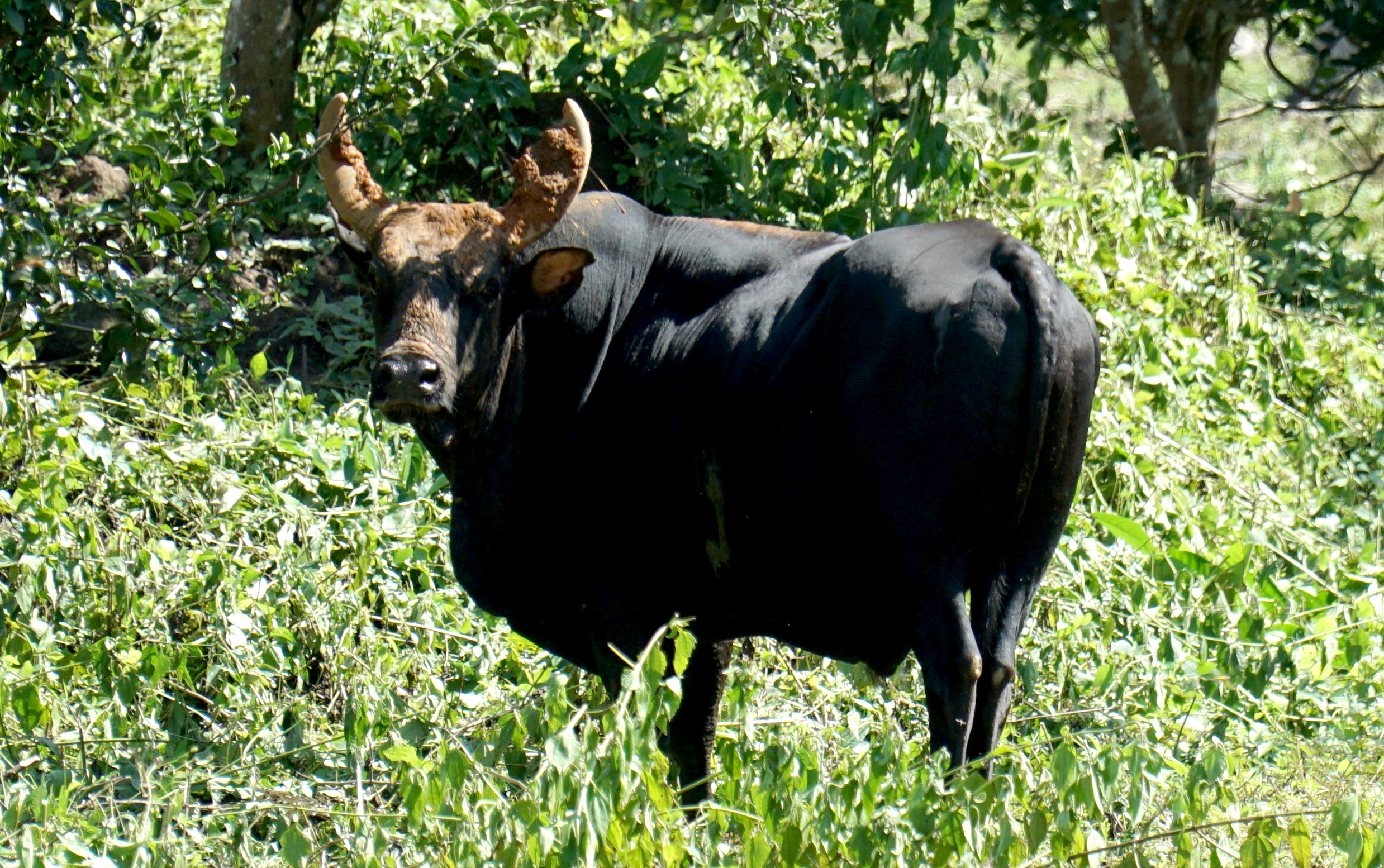 Hiện trạng đàn bò tót lai ở Phước Bình ra sao?