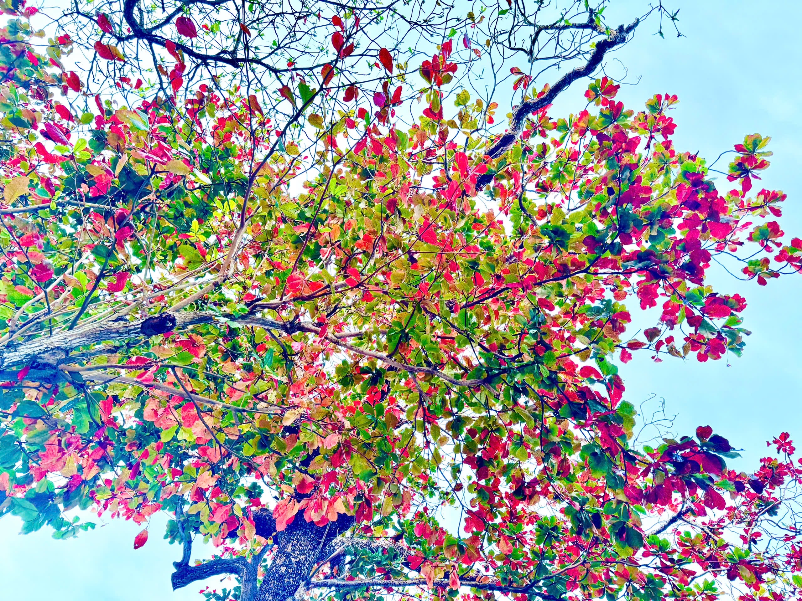 Đến Côn Đảo ngắm những 'cụ bàng' trăm tuổi mùa thay lá