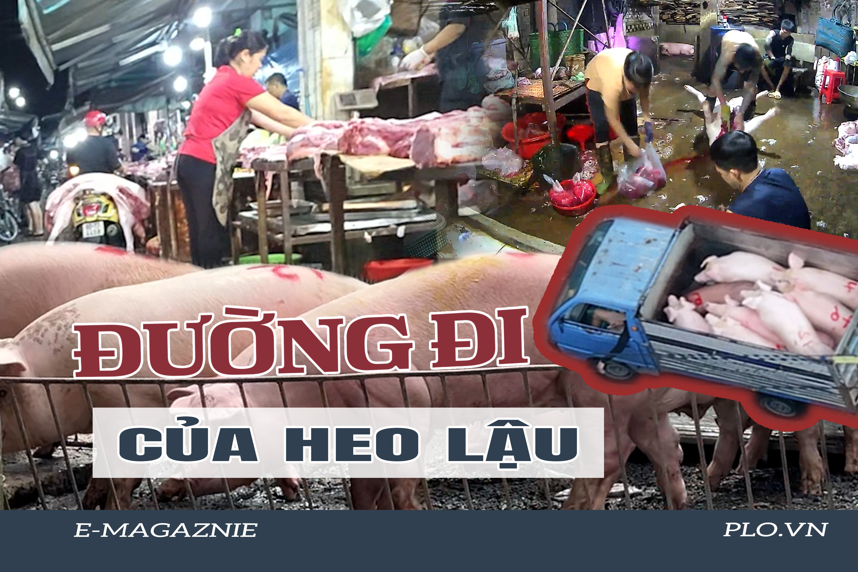 Ớn lạnh lò mổ heo '4 không' - Bài 3: Heo lậu đến từ đâu và đi về đâu?