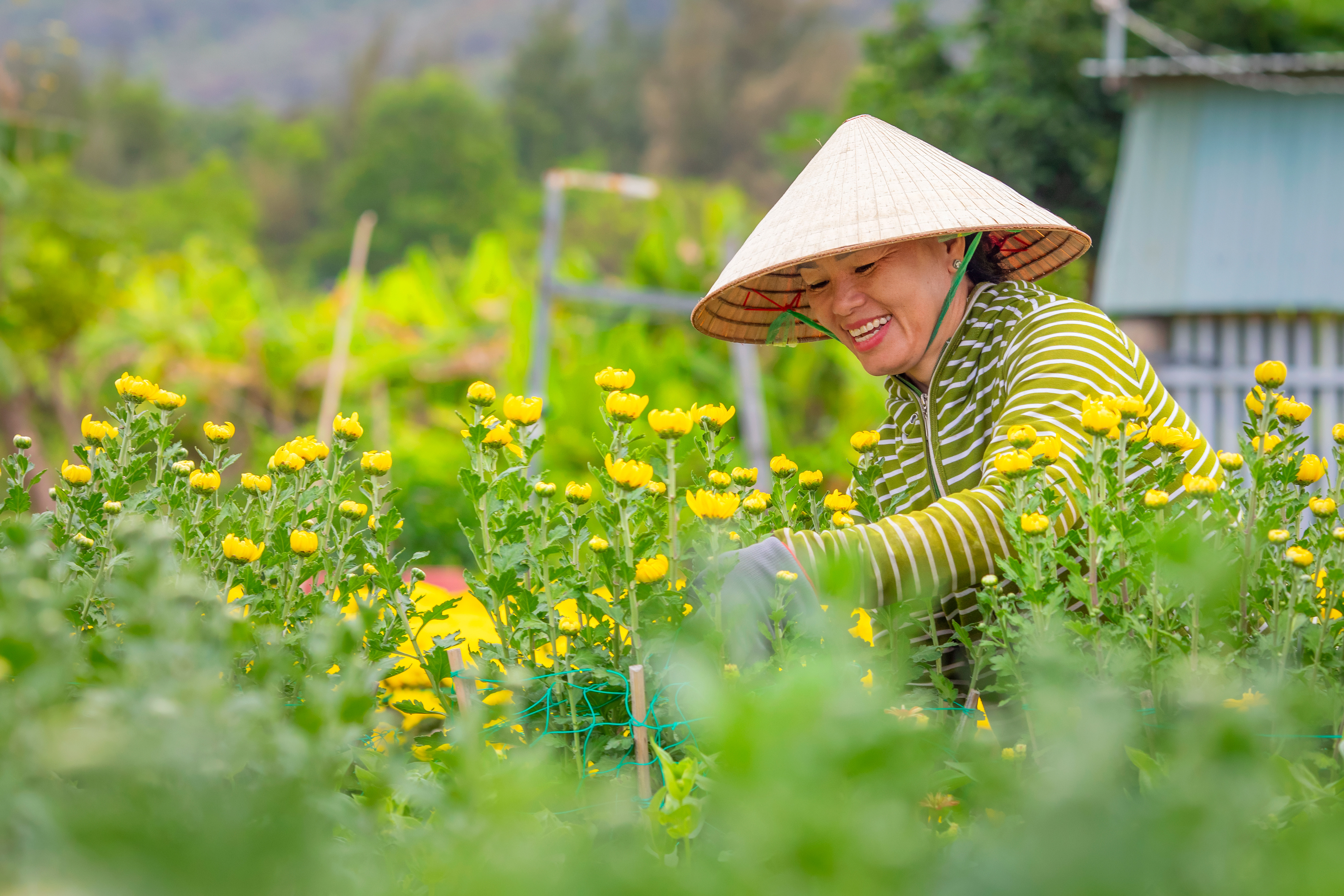 Sắc xuân rực rỡ ở làng hoa Kim Dinh hơn 50 năm tuổi 