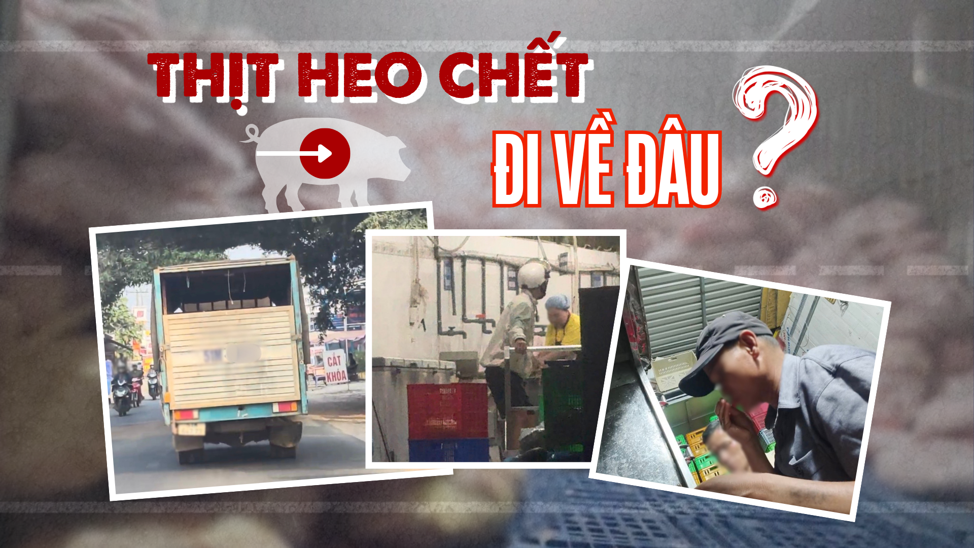 Điều tra: Thịt bẩn luồn lách đến bữa ăn - Kỳ 2: Đường đi của xe chở thịt heo chết lúc rạng sáng