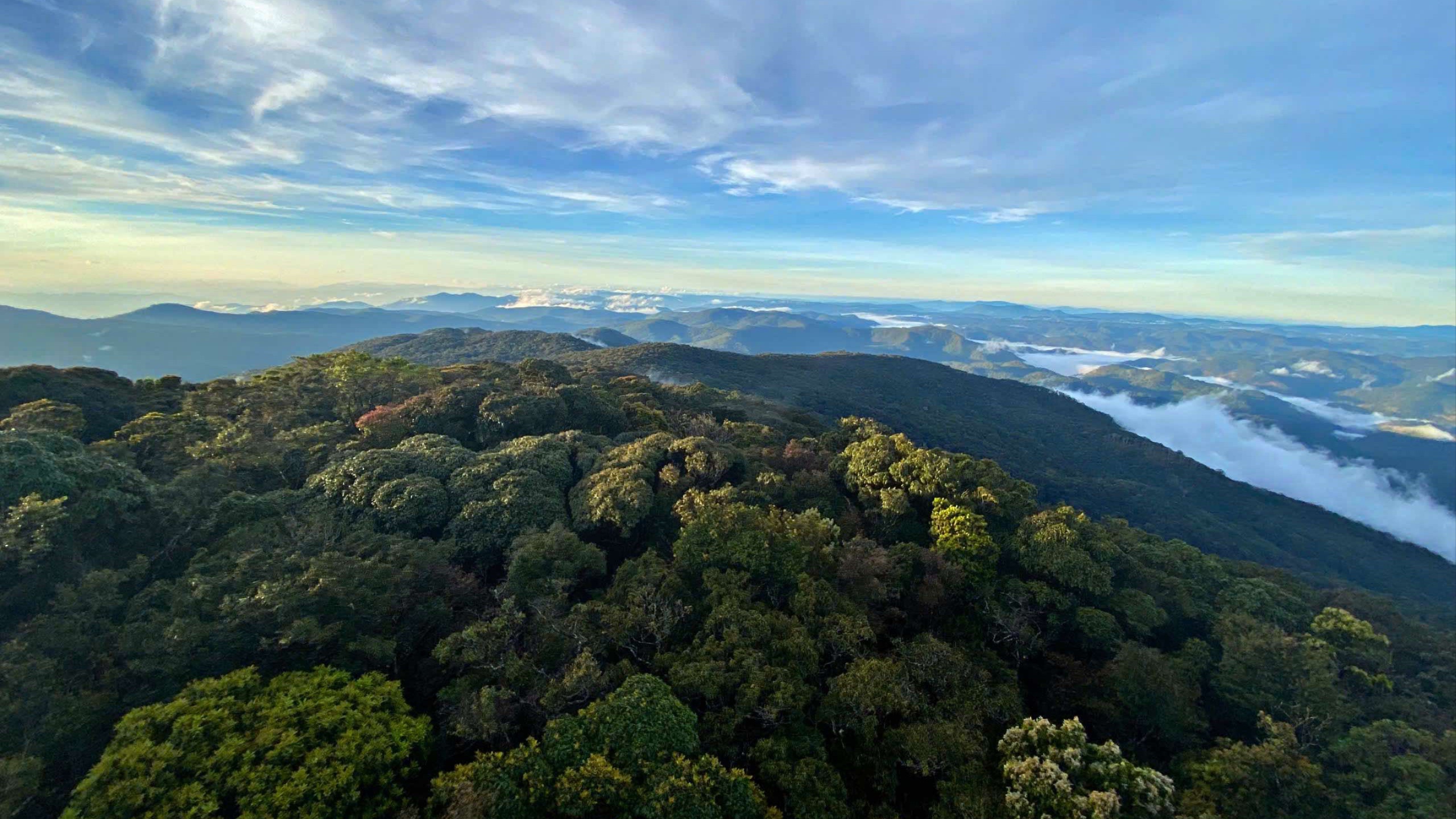 Chinh phục nóc nhà Nam Tây Nguyên với báu vật cây pơ mu 1.300 năm tuổi