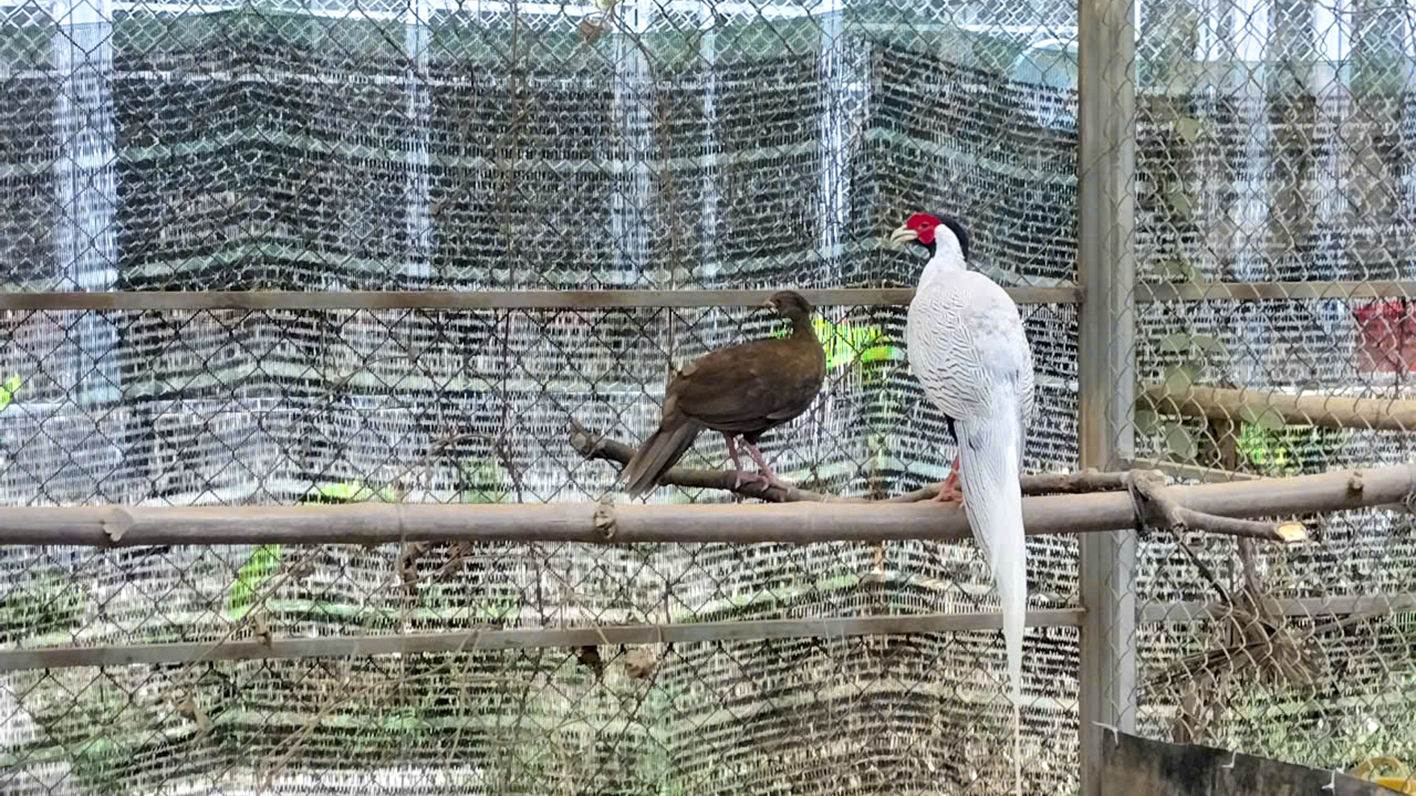 Bên trong nơi nhân giống gà lôi trắng và nhiều động vật sách đỏ ở Huế