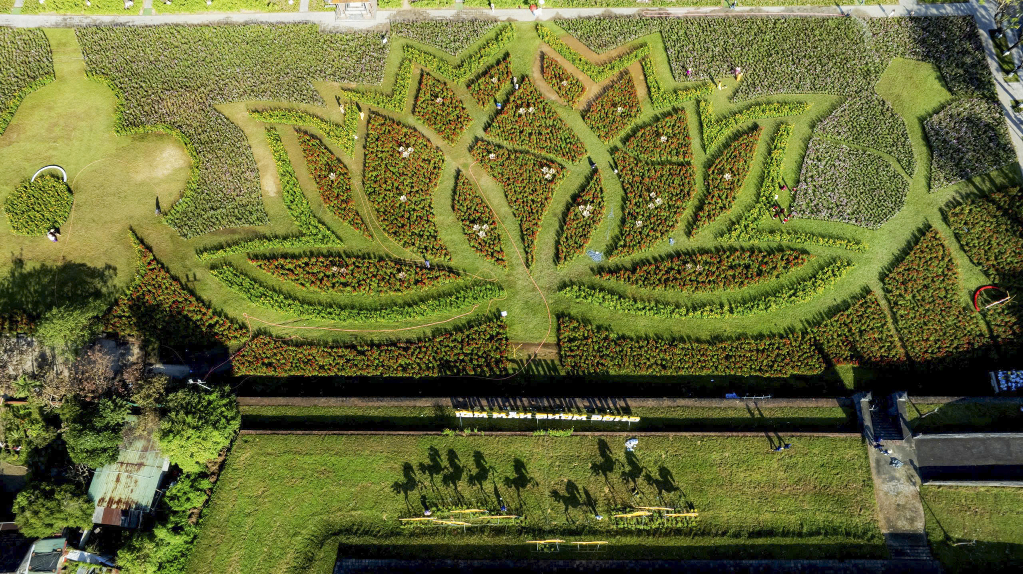 Đóa sen khổng lồ bất ngờ 'mọc' giữa Kinh thành Huế 