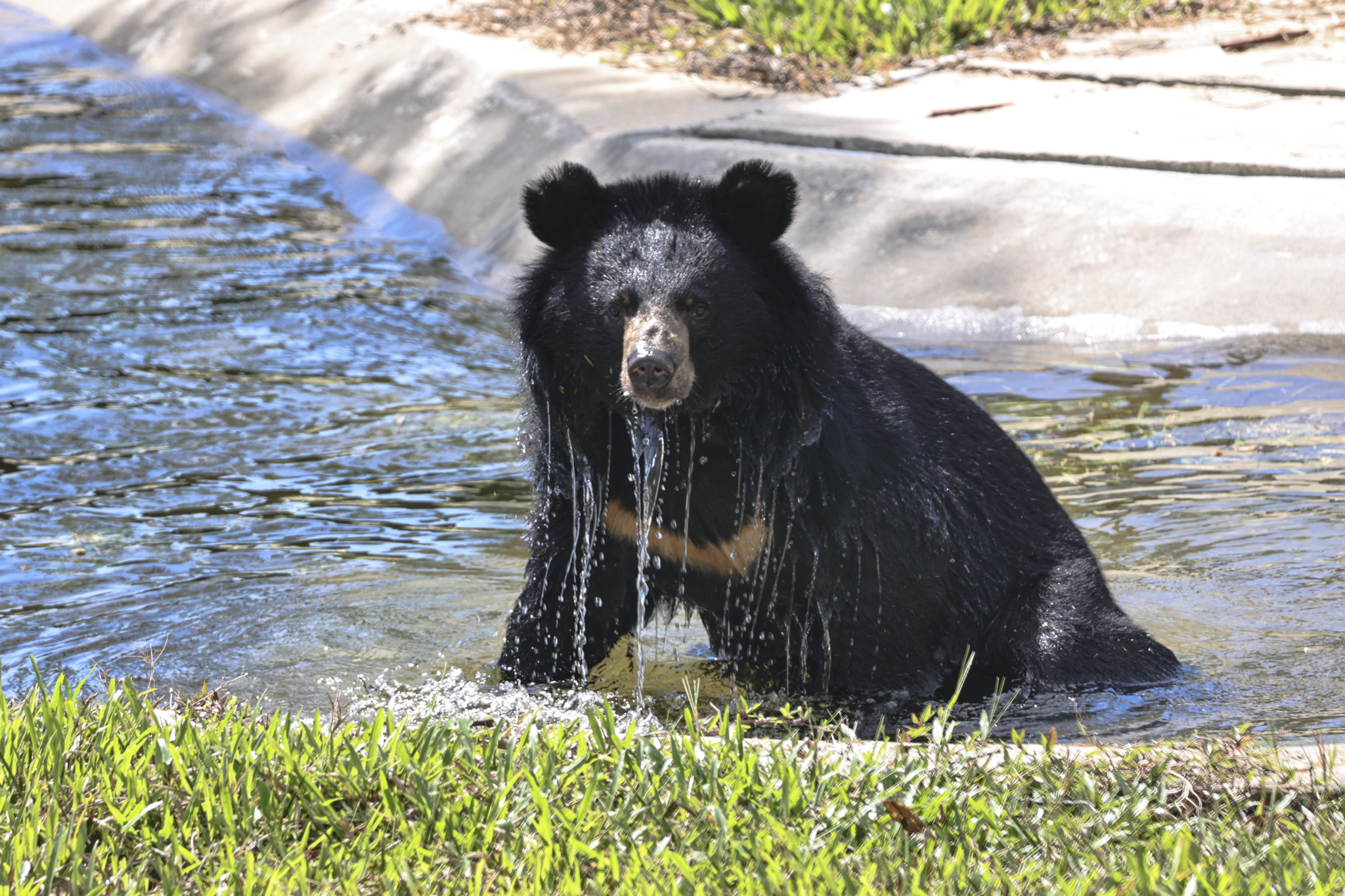 Đến thăm nơi những chú gấu được học lại cách làm... gấu