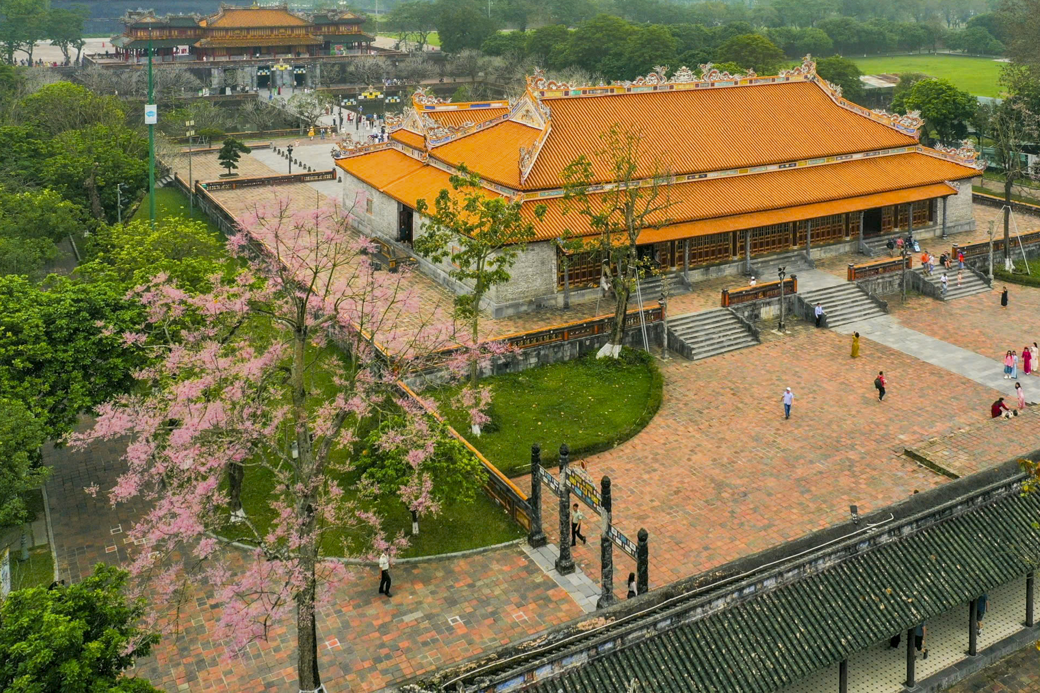 Hoa ngô đồng chớm nở, điểm xuyết nét thơ mộng cho Đại Nội Huế