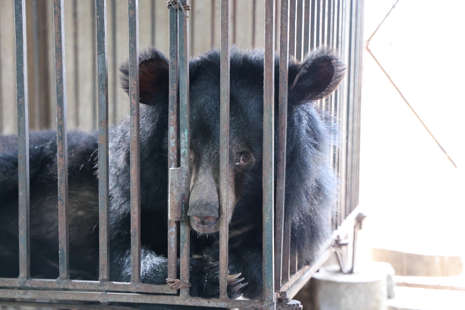 Cứu hộ thành công 2 con gấu ngựa nuôi nhốt tại Nghệ An