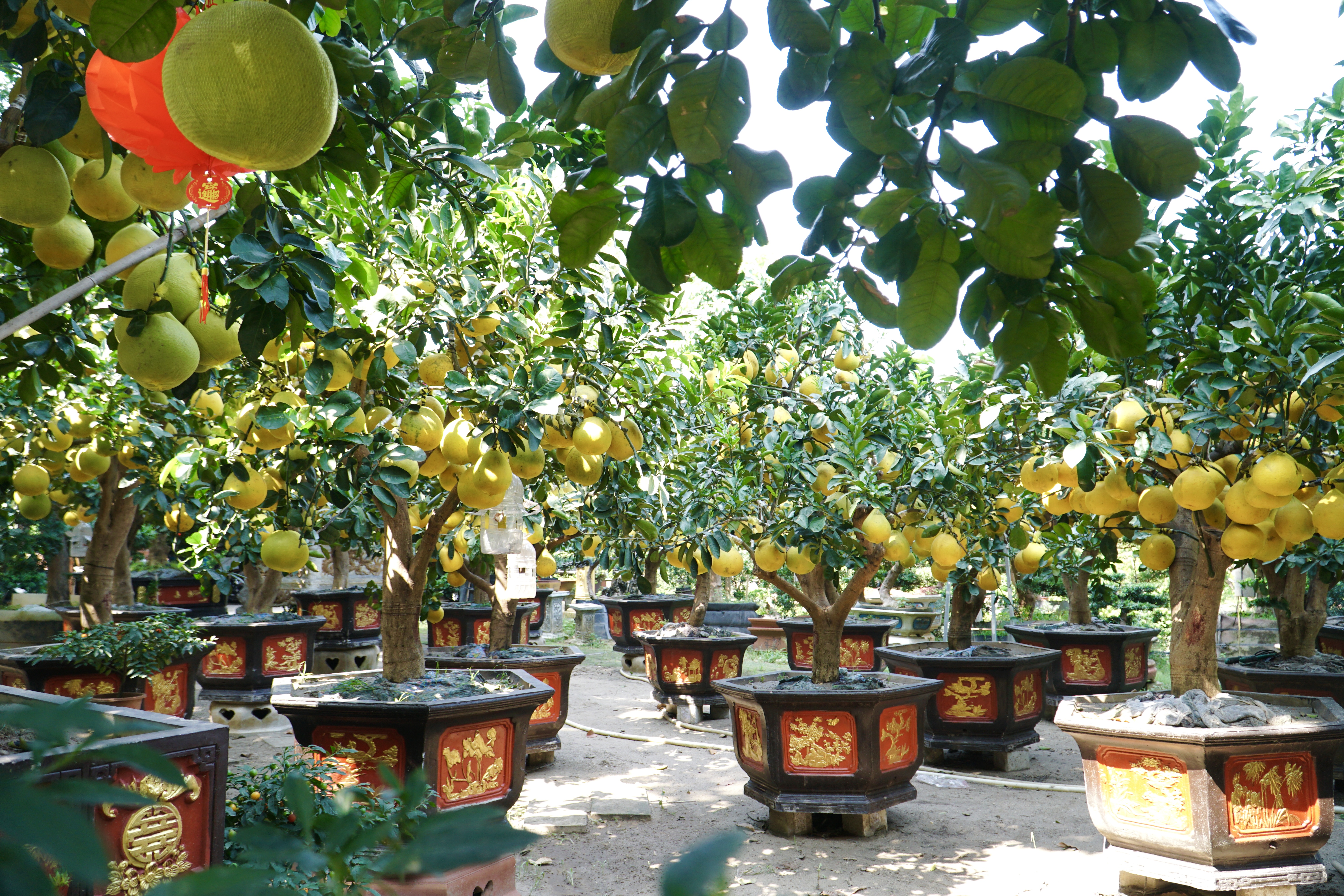 Nhà vườn phấn khởi vì bưởi Diễn 60 triệu/cây đắt khách