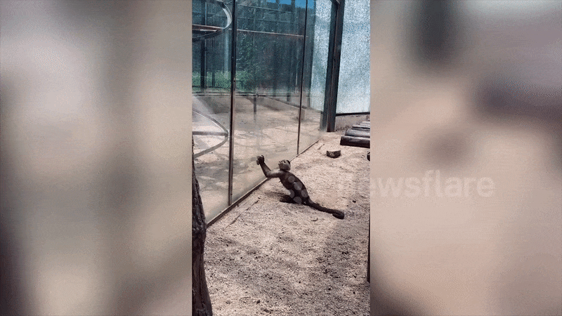Chú khỉ nghịch dại, đập vỡ kính chuồng thú