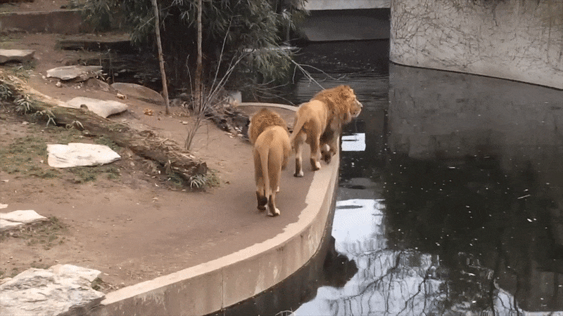 Đang bước đi oai vệ, chúa sơn lâm bỗng dưng 'té giếng'