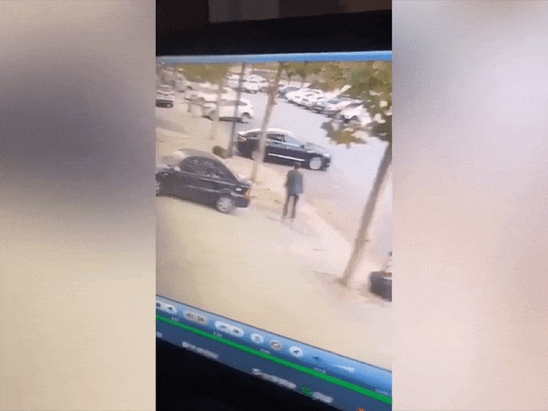 Lợn rừng xổng chuồng, quậy phá khắp thành phố