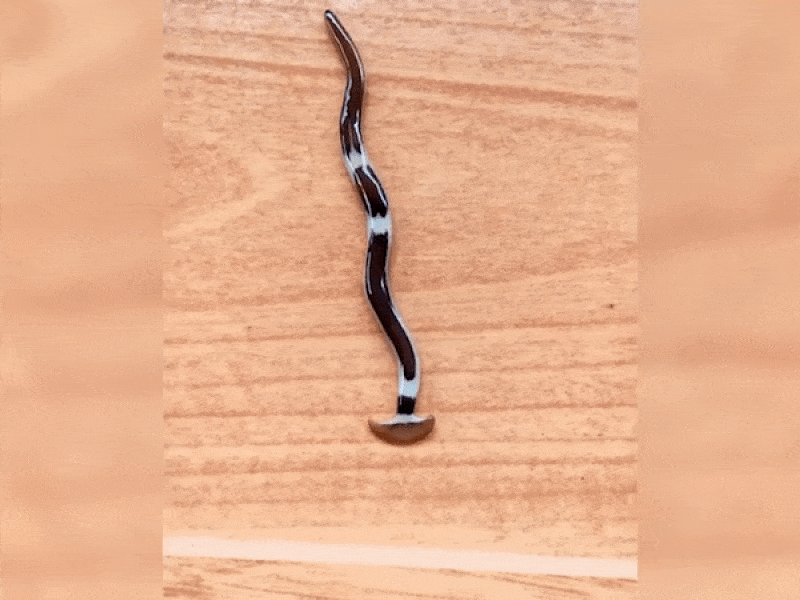 Sinh vật kỳ lạ mình giun, đầu búa và trườn như rắn