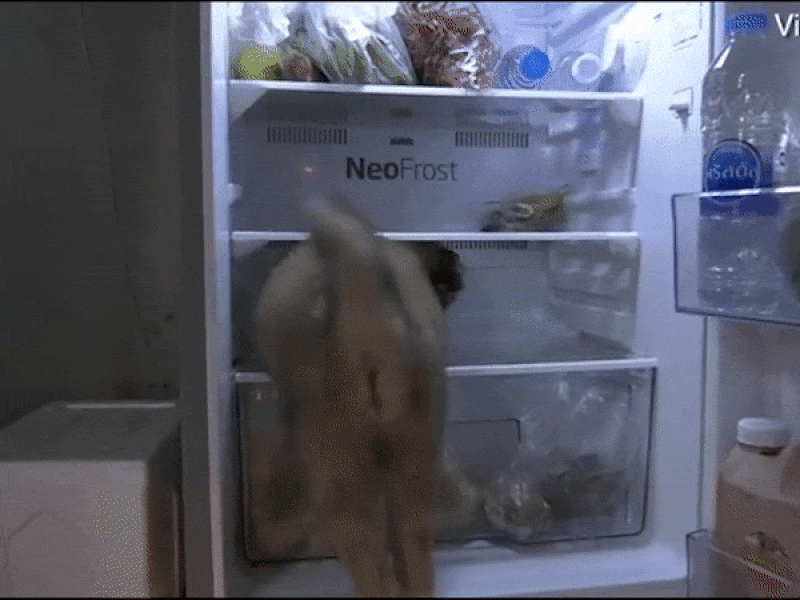 Trời nắng, cún chui vào tủ lạnh tránh nóng