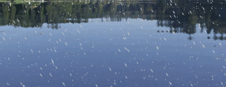 Hình minh họa hiệu ứng động mặt hồ gợn sóng được tạo ra bởi phần mềm