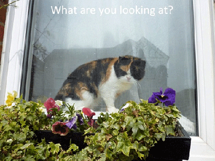 Tự tử theo … mèo “cưng”! ảnh 3