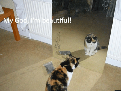 Tự tử theo … mèo “cưng”! ảnh 5