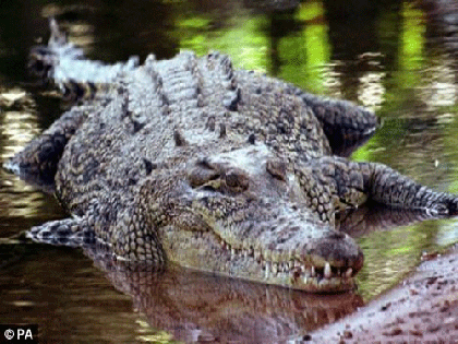 Một phụ nữ làm mồi cho cá sấu vì quá tuyệt vọng ảnh 1