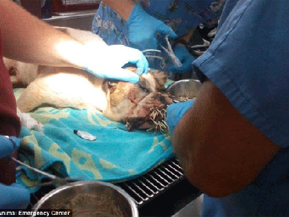 Cô chó bị 500 chiếc lông nhím găm đầy mặt ảnh 5