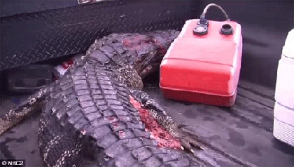 Tắm sông, cậu bé bị cá sấu cắn đứt cánh tay phải! ảnh 2