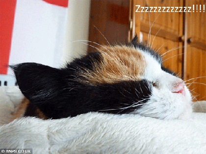 Tự tử theo … mèo “cưng”! ảnh 2