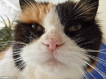 Tự tử theo … mèo “cưng”! ảnh 4