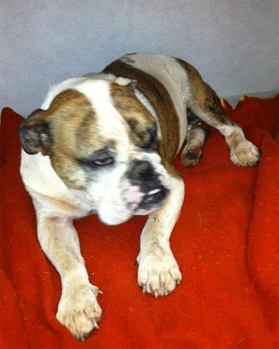 Cô chó bị 500 chiếc lông nhím găm đầy mặt ảnh 7