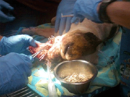 Cô chó bị 500 chiếc lông nhím găm đầy mặt ảnh 6