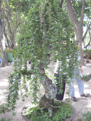 Hoa, cây cảnh: Có loại giá bán đến 1,5 tỉ đồng ảnh 4