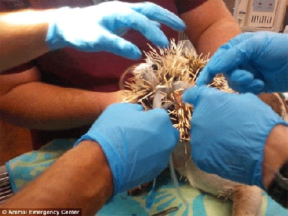 Cô chó bị 500 chiếc lông nhím găm đầy mặt ảnh 3