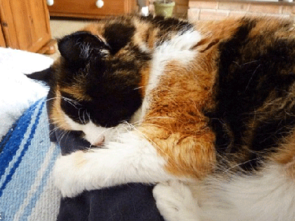 Tự tử theo … mèo “cưng”! ảnh 1