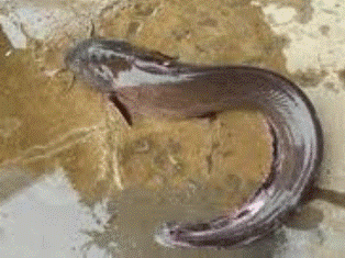 Tử vong vì bị cá ngát đâm ảnh 1