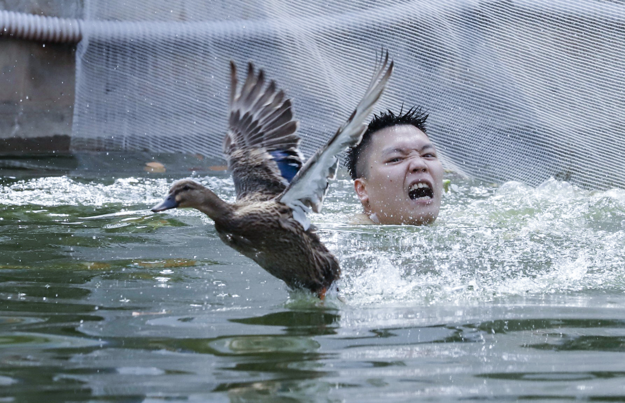 Độc đáo hội thi bắt vịt ở Hà Nội