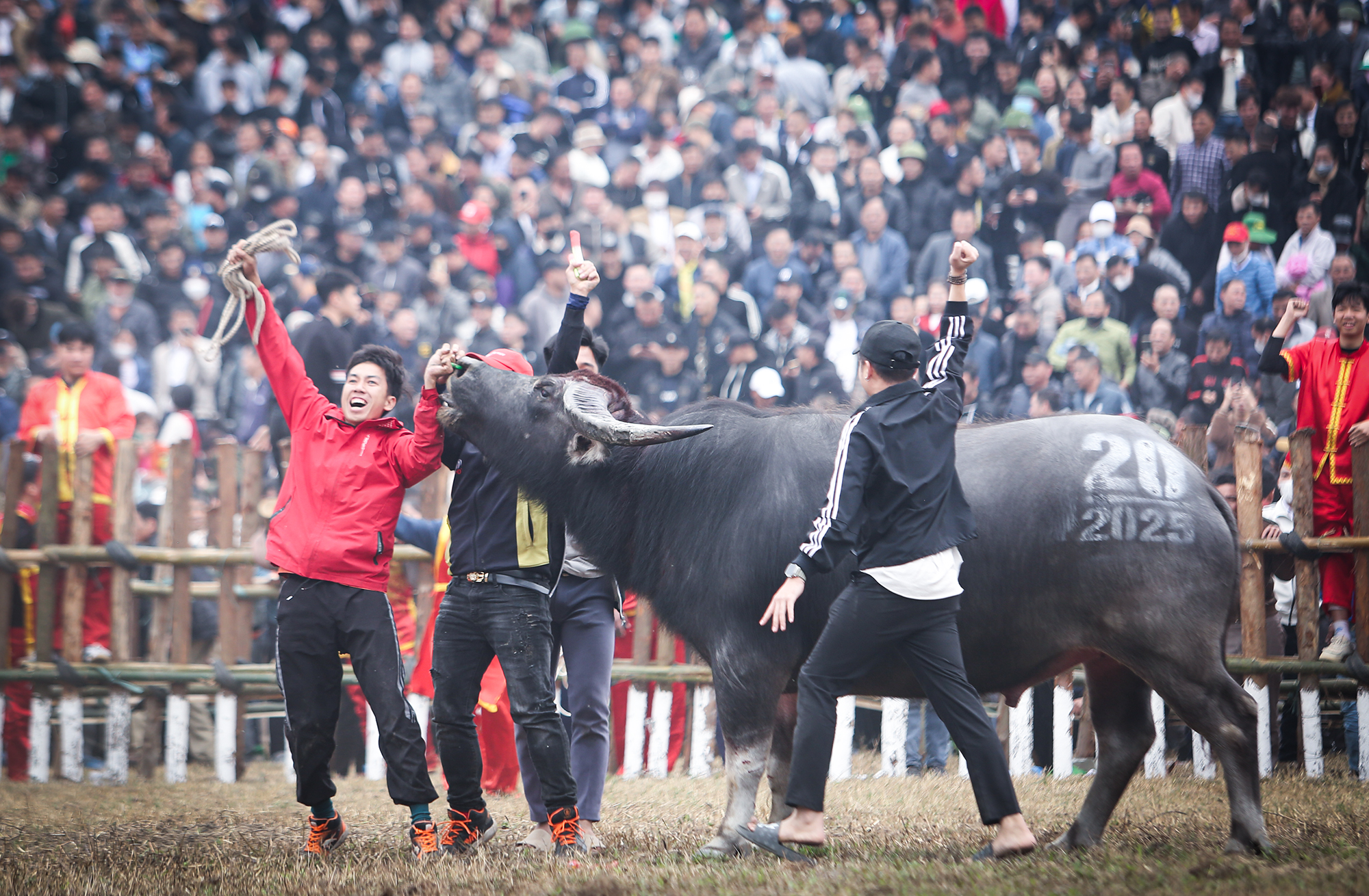 7 triệu đồng một kg thịt trâu giành giải nhất tại lễ hội chọi trâu ở Vĩnh Phúc