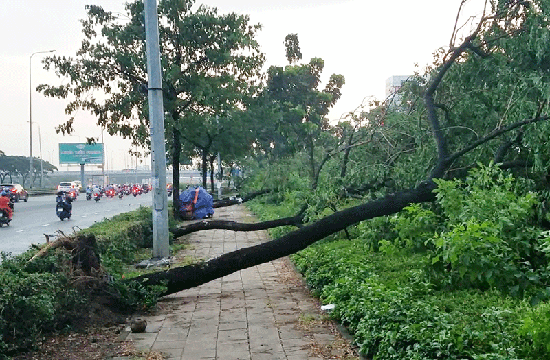 Hàng loạt cây xanh ngã đổ ở Bình Tân do gió lốc