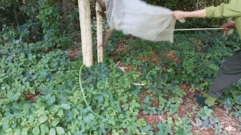 Con khỉ hù người phụ nữ ở Bình Chánh và 28 động vật hoang dã được thả về tự nhiên