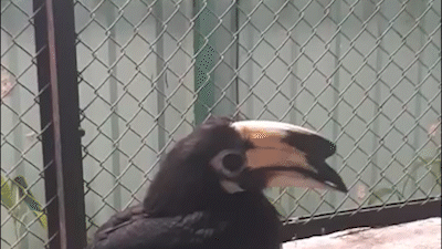 Con chim lạ bị bắt khi bay vào quán cà phê ở TP Thủ Đức