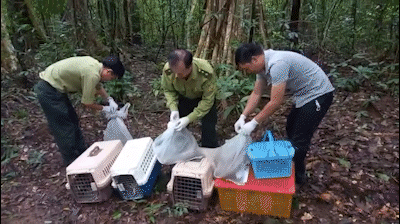 Con chim quý bay vào trường học ở Quận 4 và 24 động vật được thả về tự nhiên