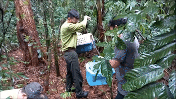 Con vật quý là vật chứng trong vụ án hình sự được thả về tự nhiên