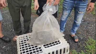 Nghe tiếng gà kêu, phát hiện con vật lạ đang bắt gà ăn ở Bình Chánh